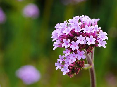 Verveine bonariensis